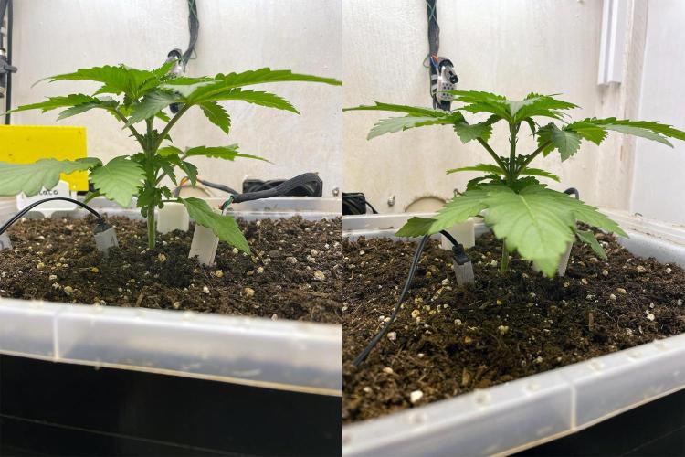 Gelato - Eigenbau-Growbox - Grow #3. Week 3 - Tag 18 - Bild 1