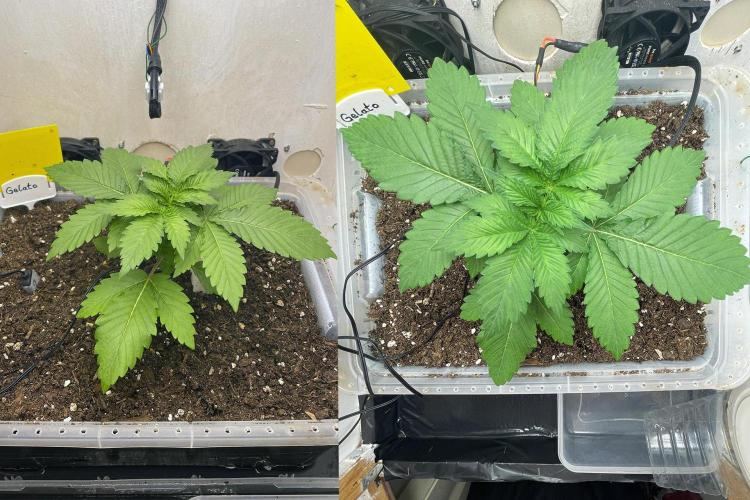 Gelato - Eigenbau-Growbox - Grow #3. Week 3 - Tag 18 - Bild 2