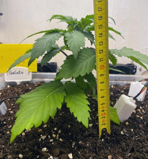 Gelato - Eigenbau-Growbox - Grow #3. Week 3 - Tag 21 - Bild 2