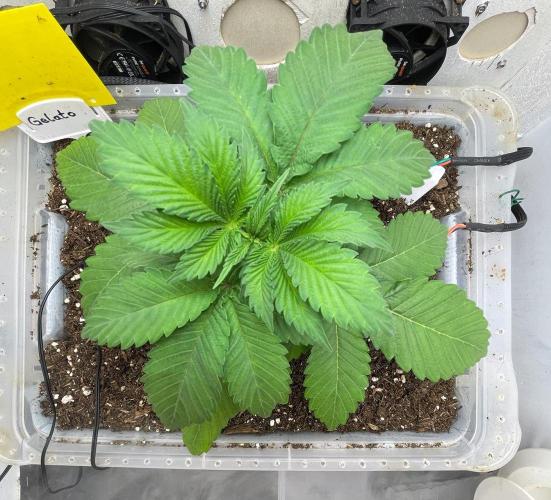 Gelato - Eigenbau-Growbox - Grow #3. Week 3 - Tag 21 - Bild 3