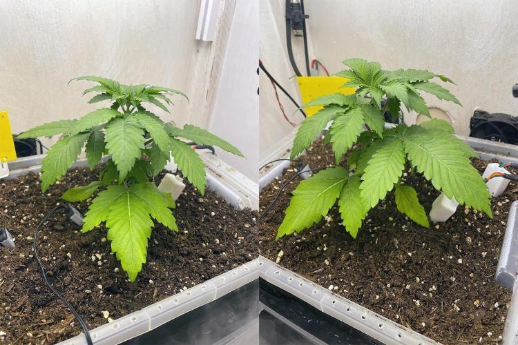 Gelato - Eigenbau-Growbox - Grow #3. Week 3 - Tag 21 - Bild 1