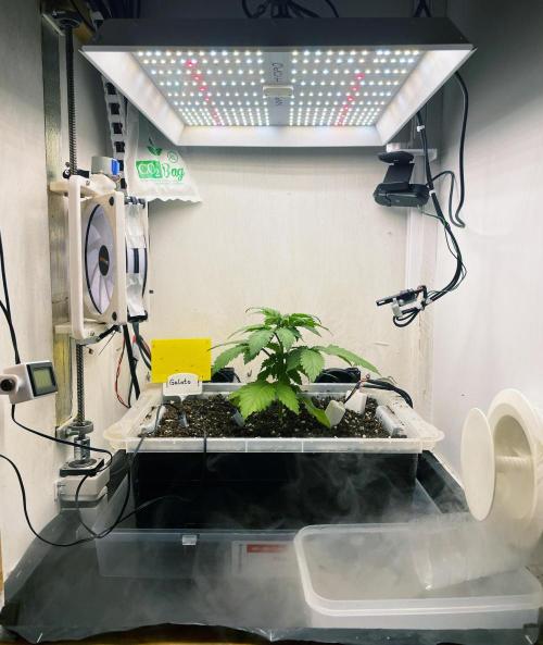 Gelato - Eigenbau-Growbox - Grow #3. Week 3 - Tag 21 - Bild 4
