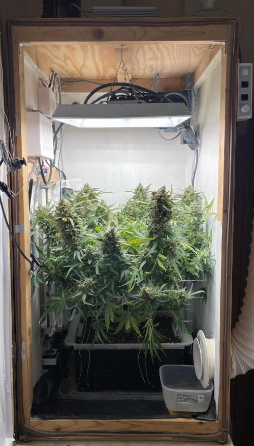 Blueberry Automatic - custom growbox. Week 15 - Tag 94 - Bild 1 - vor der Ernte