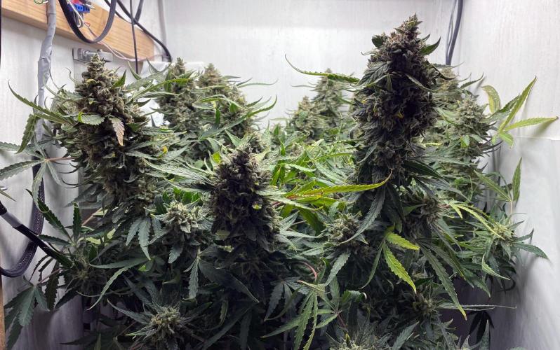 Blueberry Automatic - custom growbox. Week 15 - Tag 94 - Bild 2 - vor der Ernte