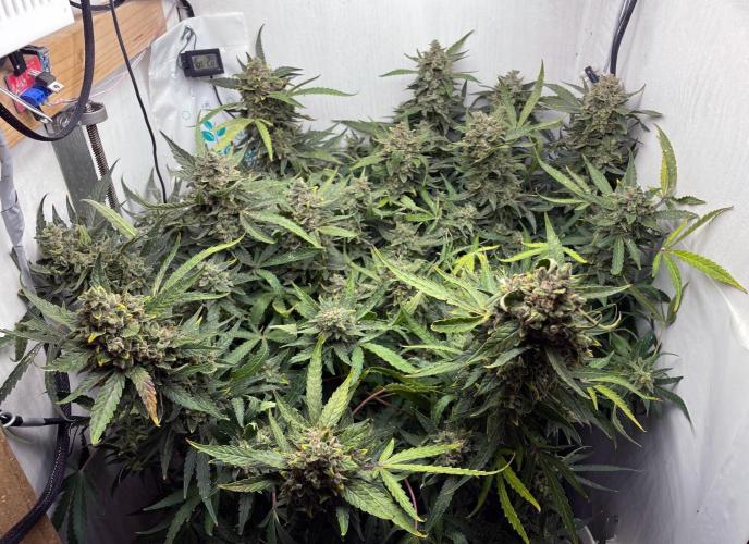 Blueberry Automatic - custom growbox. Week 15 - Tag 94 - Bild 3 - vor der Ernte