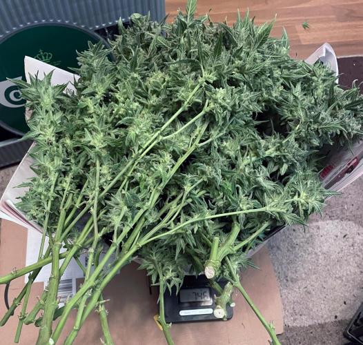 Blueberry Automatic - custom growbox. Week 15 - Tag 94 - Bild 4 - nach der Ernte