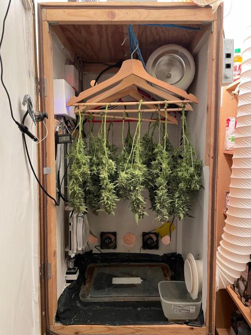 Blueberry Automatic - custom growbox. Week 15 - Tag 94 - Bild 5 - nach der Ernte