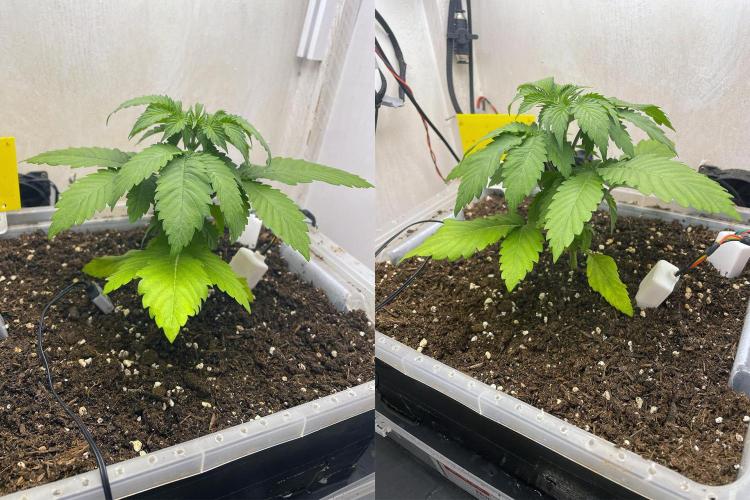 Gelato - Eigenbau-Growbox - Grow #3. Week 4 - Tag 22 - Bild 1 - Vor dem Toppen