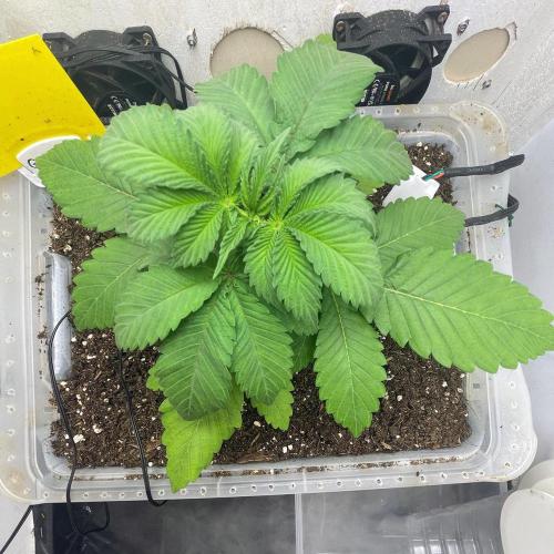 Gelato - Eigenbau-Growbox - Grow #3. Week 4 - Tag 22 - Bild 2 - Vor dem Toppen