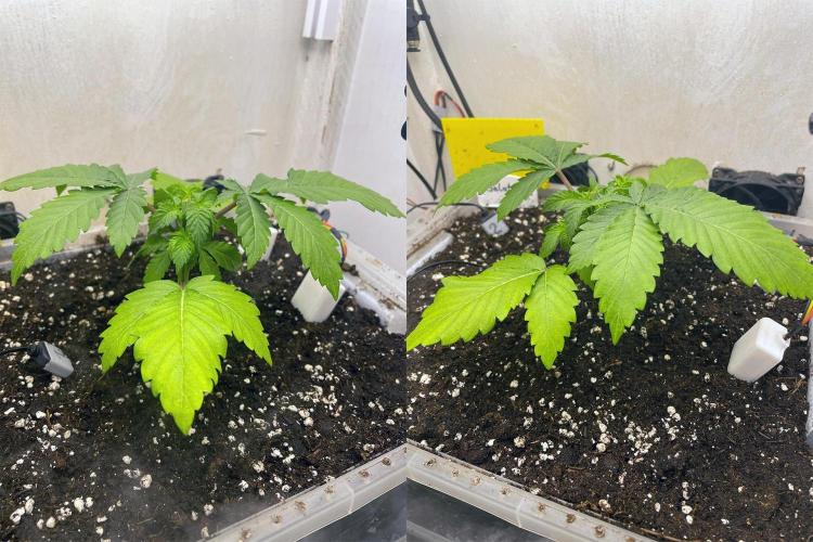 Gelato - Eigenbau-Growbox - Grow #3. Week 4 - Tag 22 - Bild 3 - Nach dem Toppen