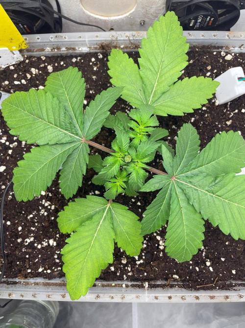 Gelato - Eigenbau-Growbox - Grow #3. Week 4 - Tag 22 - Bild 4 - Nach dem Toppen