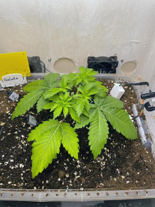 Gelato - Eigenbau-Growbox - Grow #3. Week 4 - Tag 23 - Bild 1