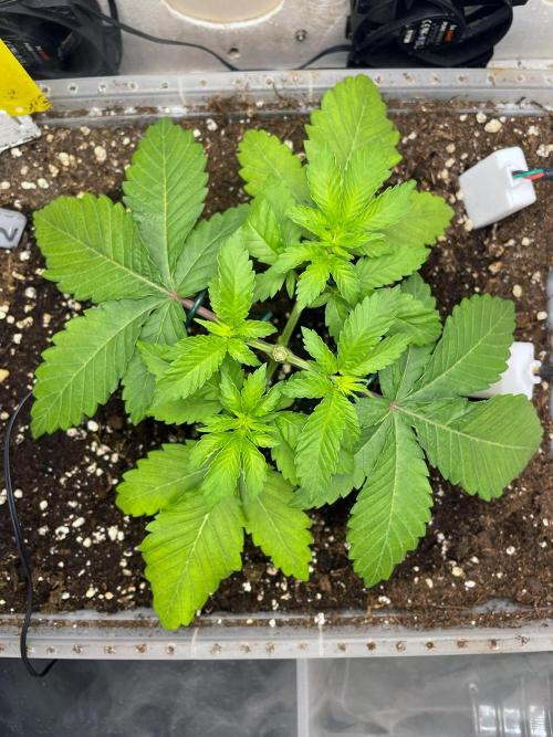 Gelato - Eigenbau-Growbox - Grow #3. Week 4 - Tag 23 - Bild 2