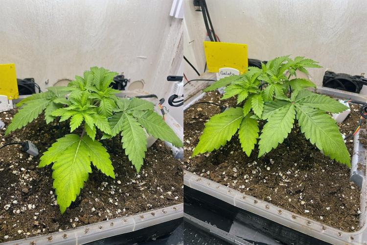 Gelato - Eigenbau-Growbox - Grow #3. Week 4 - Tag 24 - Bild 1