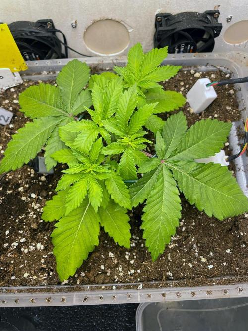 Gelato - Eigenbau-Growbox - Grow #3. Week 4 - Tag 24 - Bild 2