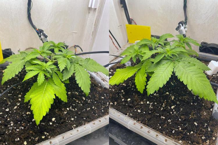 Gelato - Eigenbau-Growbox - Grow #3. Week 4 - Tag 25 - Bild 1