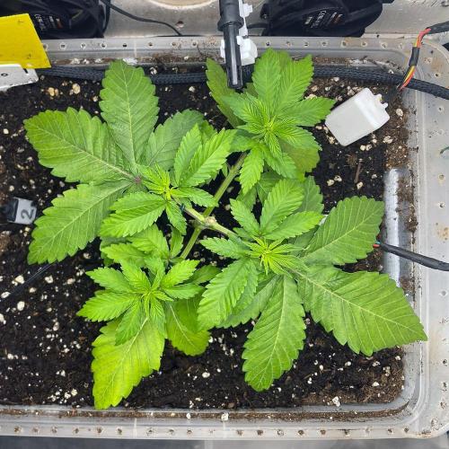 Gelato - Eigenbau-Growbox - Grow #3. Week 4 - Tag 25 - Bild 2