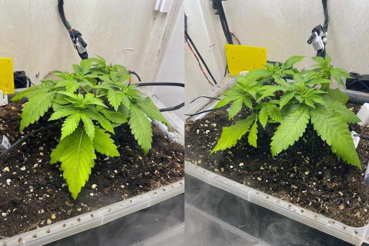 Gelato - Eigenbau-Growbox - Grow #3. Week 4 - Tag 26 - Bild 1