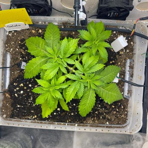Gelato - Eigenbau-Growbox - Grow #3. Week 4 - Tag 26 - Bild 2