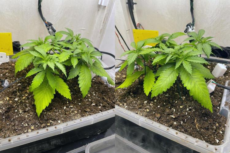 Gelato - Eigenbau-Growbox - Grow #3. Week 4 - Tag 28 - Bild 1