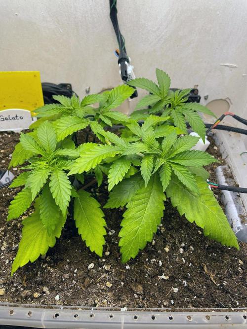 Gelato - Eigenbau-Growbox - Grow #3. Week 4 - Tag 28 - Bild 2
