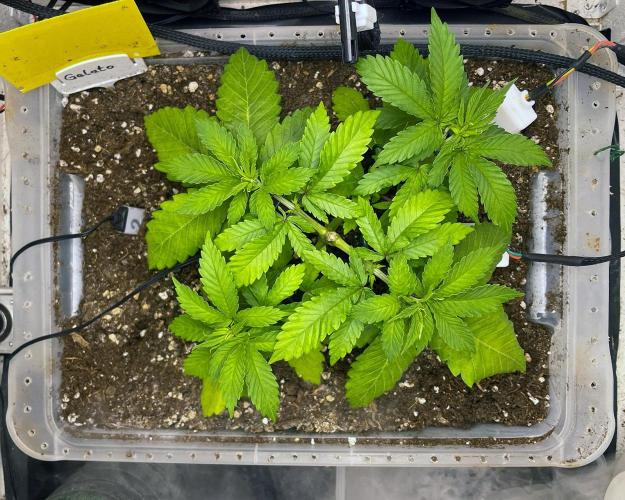 Gelato - Eigenbau-Growbox - Grow #3. Week 4 - Tag 28 - Bild 3