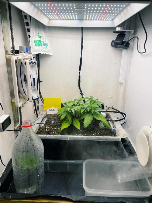 Gelato - Eigenbau-Growbox - Grow #3. Week 4 - Tag 28 - Bild 5