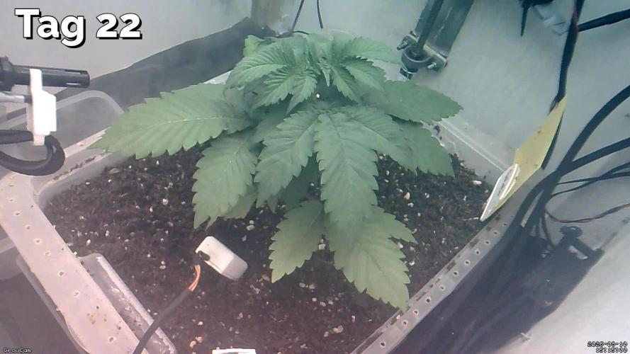 Gelato - Eigenbau-Growbox - Grow #3