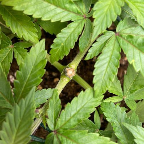 Gelato - Eigenbau-Growbox - Grow #3. Week 4 - Tag 28 - Bild 4 - leichte Risse an den Ansätzen der oberen Triebe