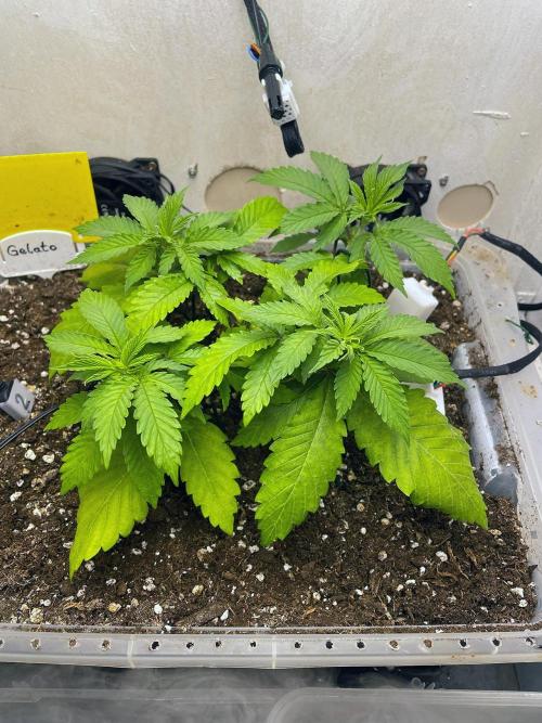 Gelato - Eigenbau-Growbox - Grow #3. Week 5 - Tag 29 - Bild 1