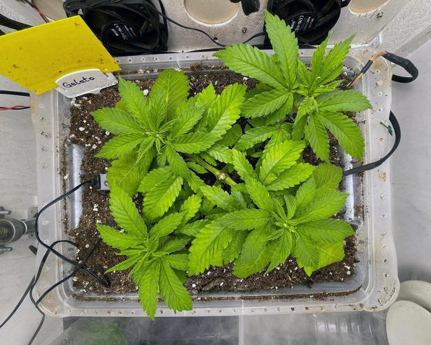 Gelato - Eigenbau-Growbox - Grow #3. Week 5 - Tag 29 - Bild 2
