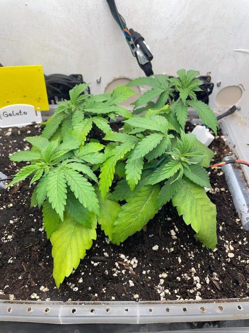 Gelato - Eigenbau-Growbox - Grow #3. Week 5 - Tag 30 - Bild 1