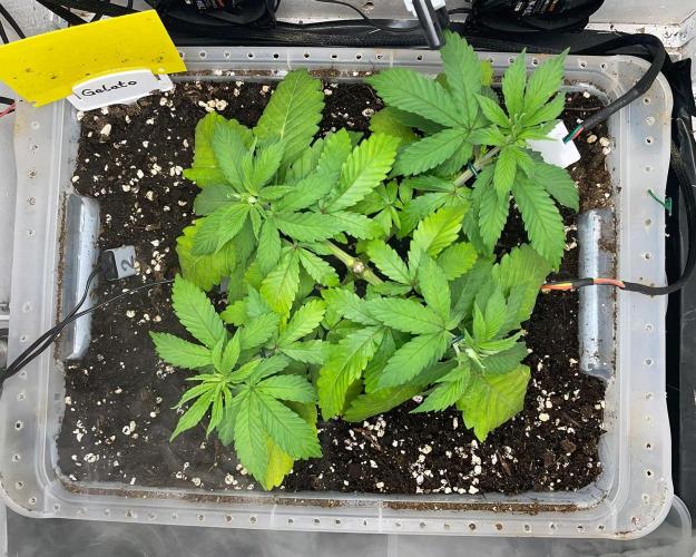 Gelato - Eigenbau-Growbox - Grow #3. Week 5 - Tag 30 - Bild 2