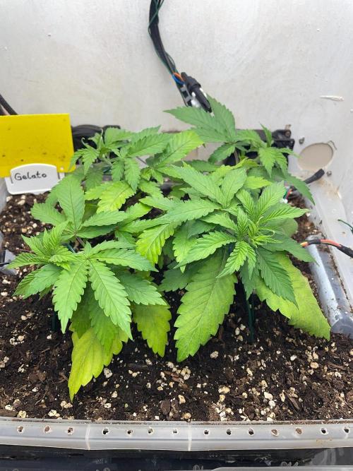 Gelato - Eigenbau-Growbox - Grow #3. Week 5 - Tag 31 - Bild 2