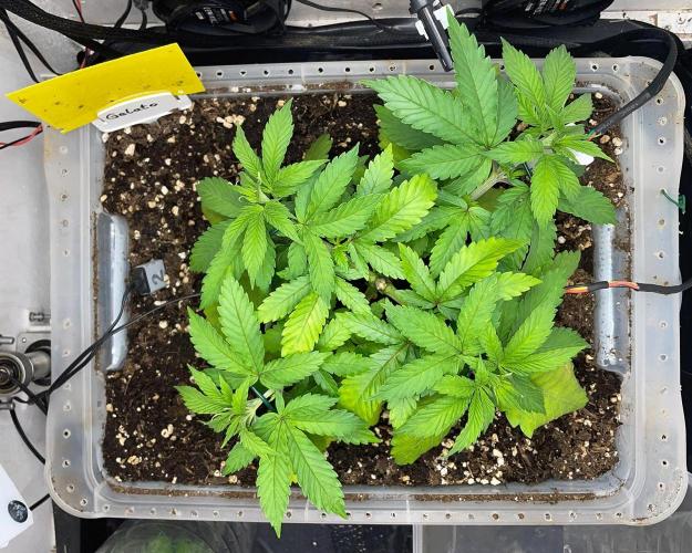 Gelato - Eigenbau-Growbox - Grow #3. Week 5 - Tag 31 - Bild 3