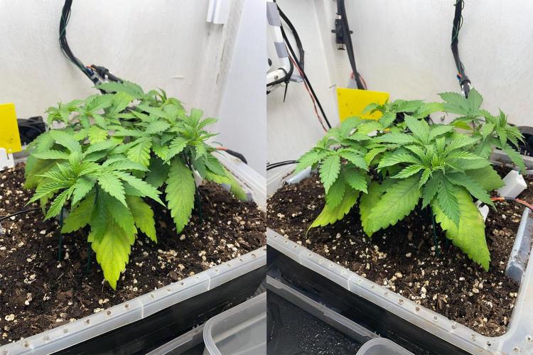 Gelato - Eigenbau-Growbox - Grow #3. Week 5 - Tag 31 - Bild 1