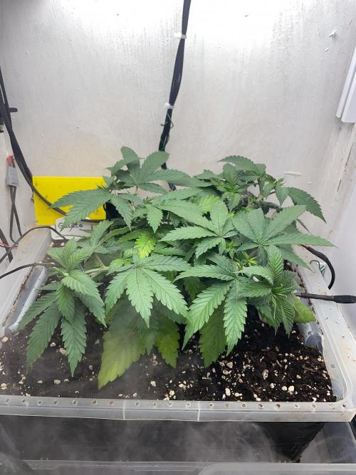 Gelato - Eigenbau-Growbox - Grow #3. Week 5 - Tag 35 - Bild 2