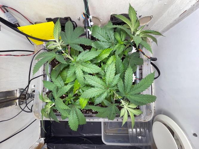 Gelato - Eigenbau-Growbox - Grow #3. Week 5 - Tag 35 - Bild 3