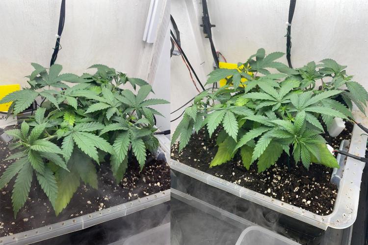 Gelato - Eigenbau-Growbox - Grow #3. Week 5 - Tag 35 - Bild 1