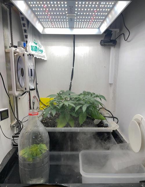 Gelato - Eigenbau-Growbox - Grow #3. Week 5 - Tag 35 - Bild 4