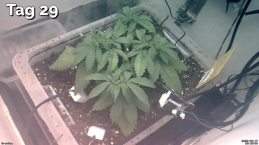 Gelato - Eigenbau-Growbox - Grow #3