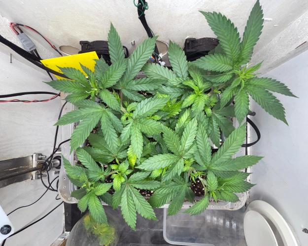 Gelato - Eigenbau-Growbox - Grow #3. Week 6 - Tag 36 - Bild 2 - Vor 2. Topping