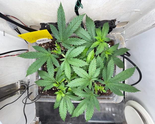 Gelato - Eigenbau-Growbox - Grow #3. Week 6 - Tag 36 - Bild 4 - Nach 2. Topping