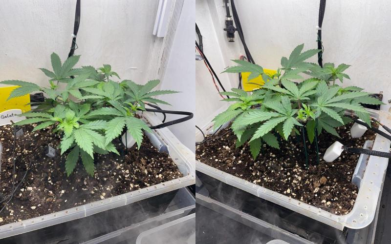 Gelato - Eigenbau-Growbox - Grow #3. Week 6 - Tag 36 - Bild 3 - Nach 2. Topping