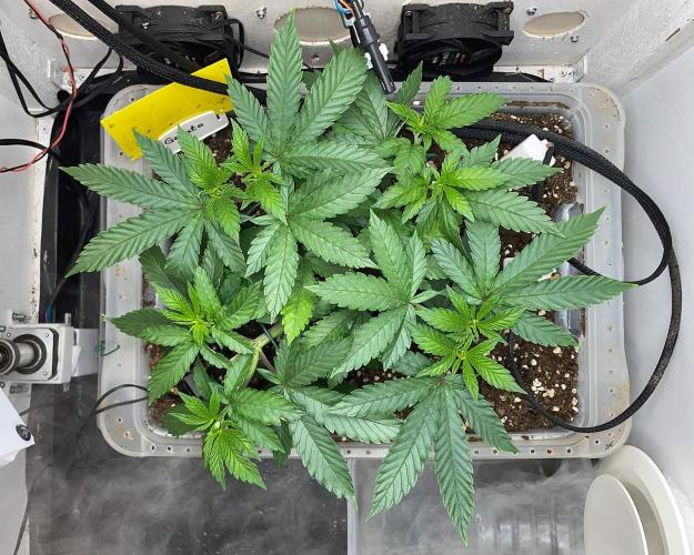 Gelato - Eigenbau-Growbox - Grow #3. Week 6 - Tag 38 - Bild 3