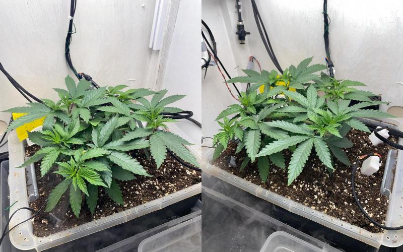 Gelato - Eigenbau-Growbox - Grow #3. Week 6 - Tag 38 - Bild 1