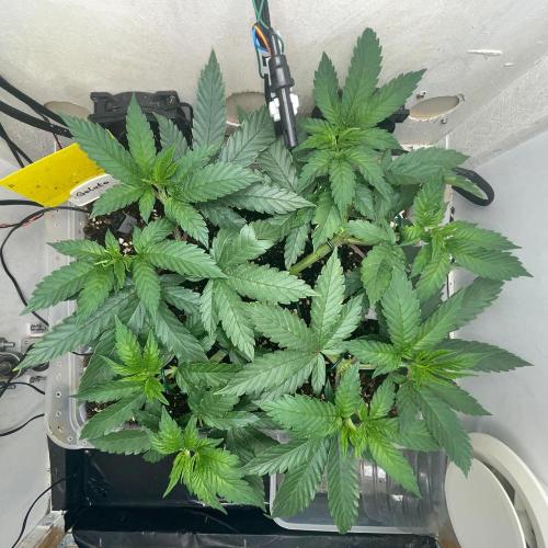 Gelato - Eigenbau-Growbox - Grow #3. Week 6 - Tag 40 - Bild 2