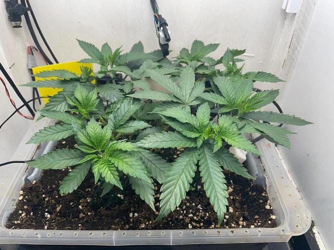 Gelato - Eigenbau-Growbox - Grow #3. Week 6 - Tag 40 - Bild 1