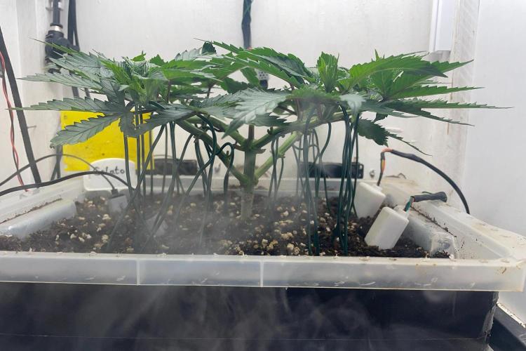 Gelato - Eigenbau-Growbox - Grow #3. Week 6 - Tag 40 - Bild 3