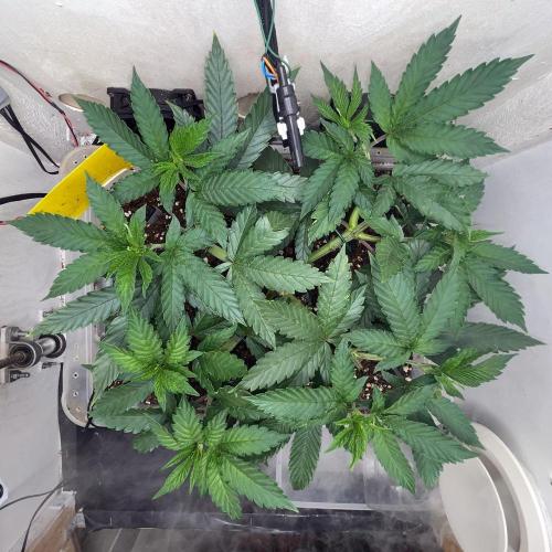 Gelato - Eigenbau-Growbox - Grow #3. Week 6 - Tag 41 - Bild 2